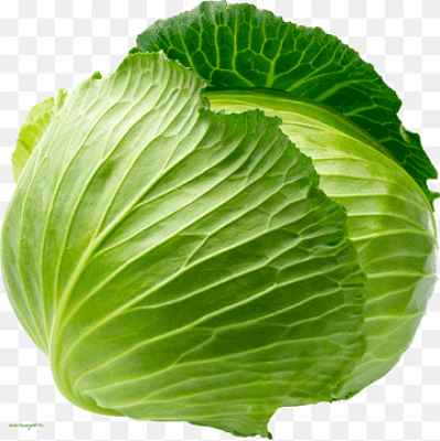 முட்டைக்கோஸ் / Muttai Kosu - Cabbage